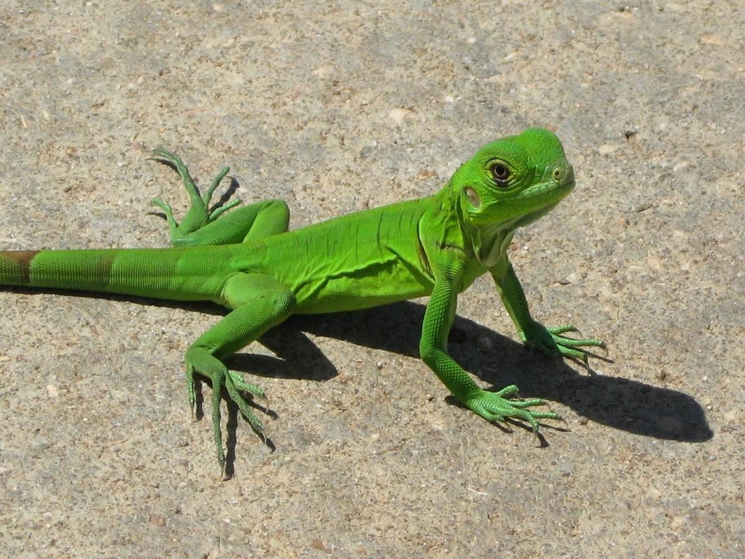 iguana y sus caracteristicas